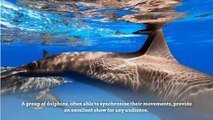 4 Interesting facts about dolphins