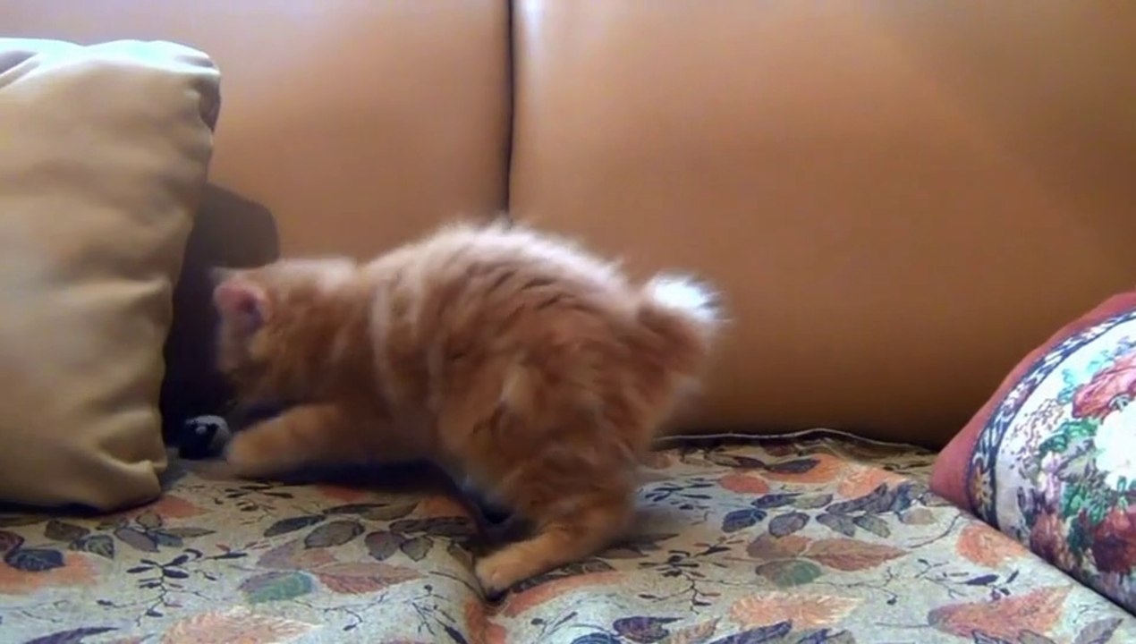 Kucing lucu ( funny cat)