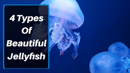 4 Stunning Types of Jellyfish 🦑