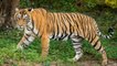 बांधवगढ़ टाइगर रिज़र्व में अरसे के बाद दिखा छोटा भीम बाघ, निहारते रहे सैलानी