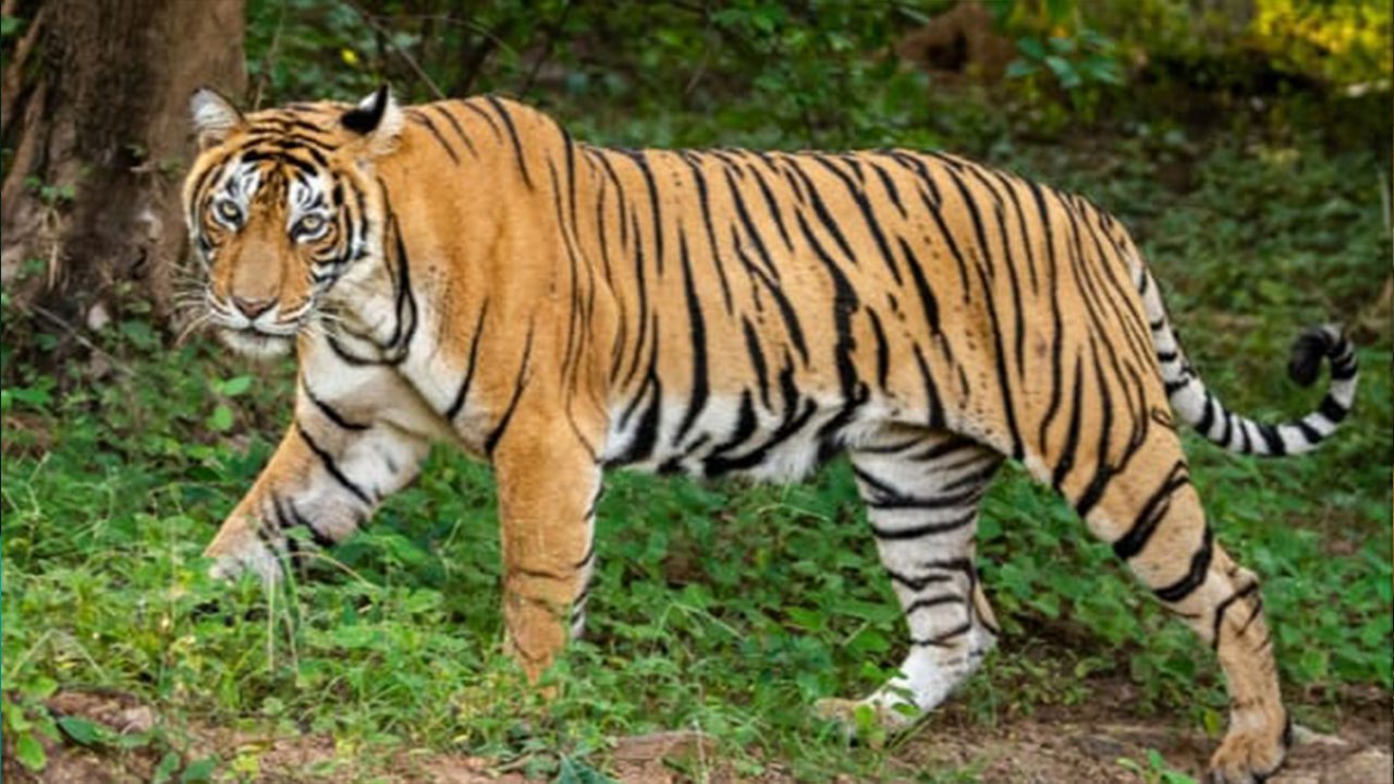 बांधवगढ़ टाइगर रिज़र्व में अरसे के बाद दिखा छोटा भीम बाघ, निहारते रहे सैलानी