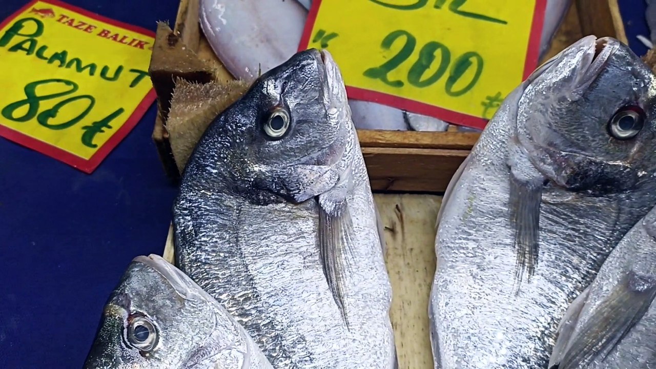 Seabream Fish - Dailymotion Video