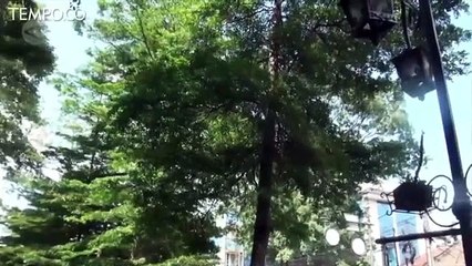 Tertimpa Pohon Tumbang di Kota Bandung, Korban Bisa Klaim Asuransi