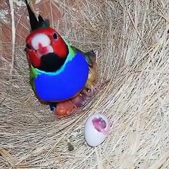 Beautiful golden finch chicks