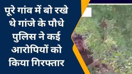 धार : लाखों रुपए के गांजे के पौधे जप्त,पुलिस की बड़ी कार्यवाही,देखें रिपोर्ट