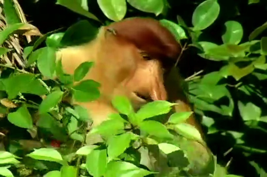 What is Wild 7. Negara Brunei Darussalam, بروني دارالسلا & Malaysian Borneo