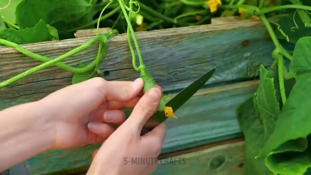 GENIUS PLANTING HACKS - GROW YOUR OWN GARDEN AT HOME! | 5 Minute Crafts |