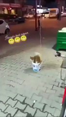 Ascenseur pour chat