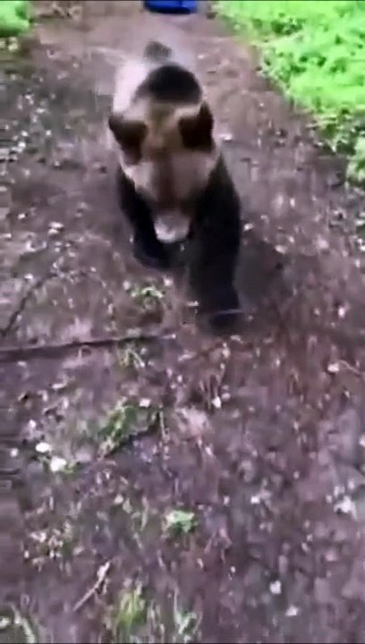 Quand tu donnes un sifflet à un ours... trop drôle