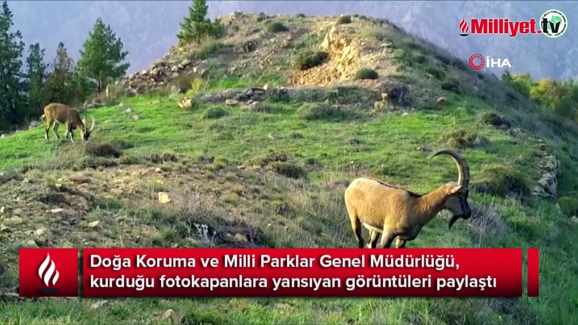 Yaban hayatı fotokapana böyle yansıdı