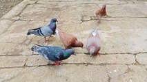 Burung merpati mahal dan viral!!! Banyak diminati