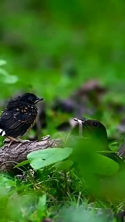 Birds mother feeding their hungry barbies..part 2- #birds#hungry#animals