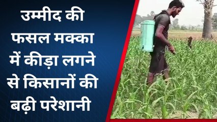 कटिहार: फसल में कीड़ा लगने से किसान चिंतित, सुरक्षा हेतु कर रहे हैं रासायनिक छिड़काव