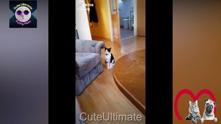 Cute and Funny Cat Videos  Funny Animal Videos that Will make you Pee your Pants  PART 16