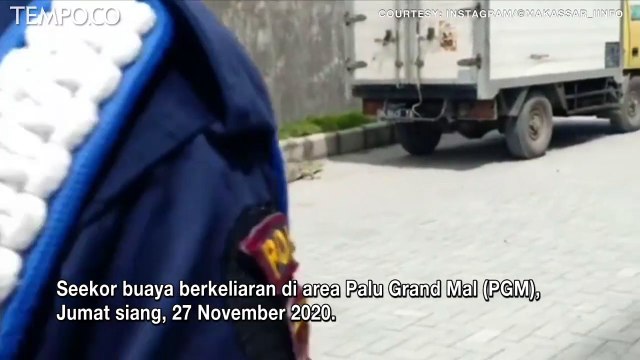 Video Viral, Buaya Berkeliaran di Area Mal Terbesar di Palu, Diusir Pakai Potongan Besi