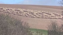 Vídeo: Ovelhas são flagradas andando em círculos por 12 dias seguidos
