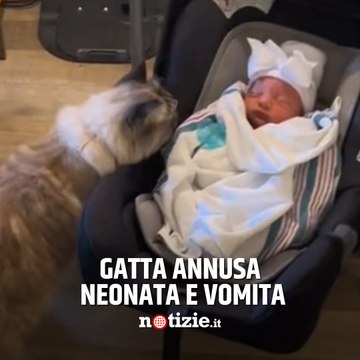 La gatta vomita subito dopo aver incontrato la neonata