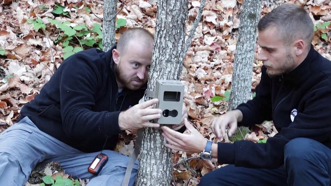 Albanie : à la recherche du lynx des Balkans, presque disparu