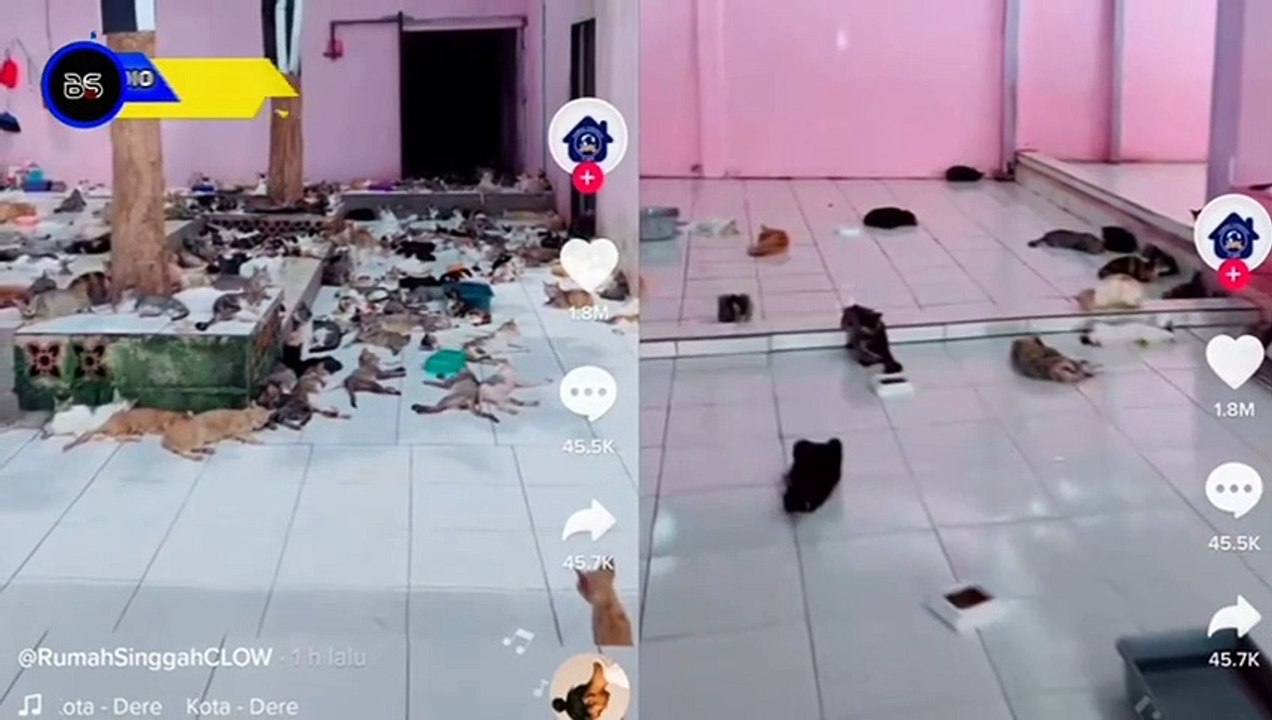 Berita viral kucing jalanan yang di adopsi di tempat ini