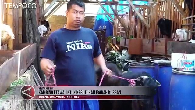 Kualitas Kambing Etawa Menjadi Pilihan Hewan Kurban