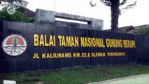 Balai TNGM Pastikan Jejak Kaki di Gunung Merapi Bukan Macan Tutul