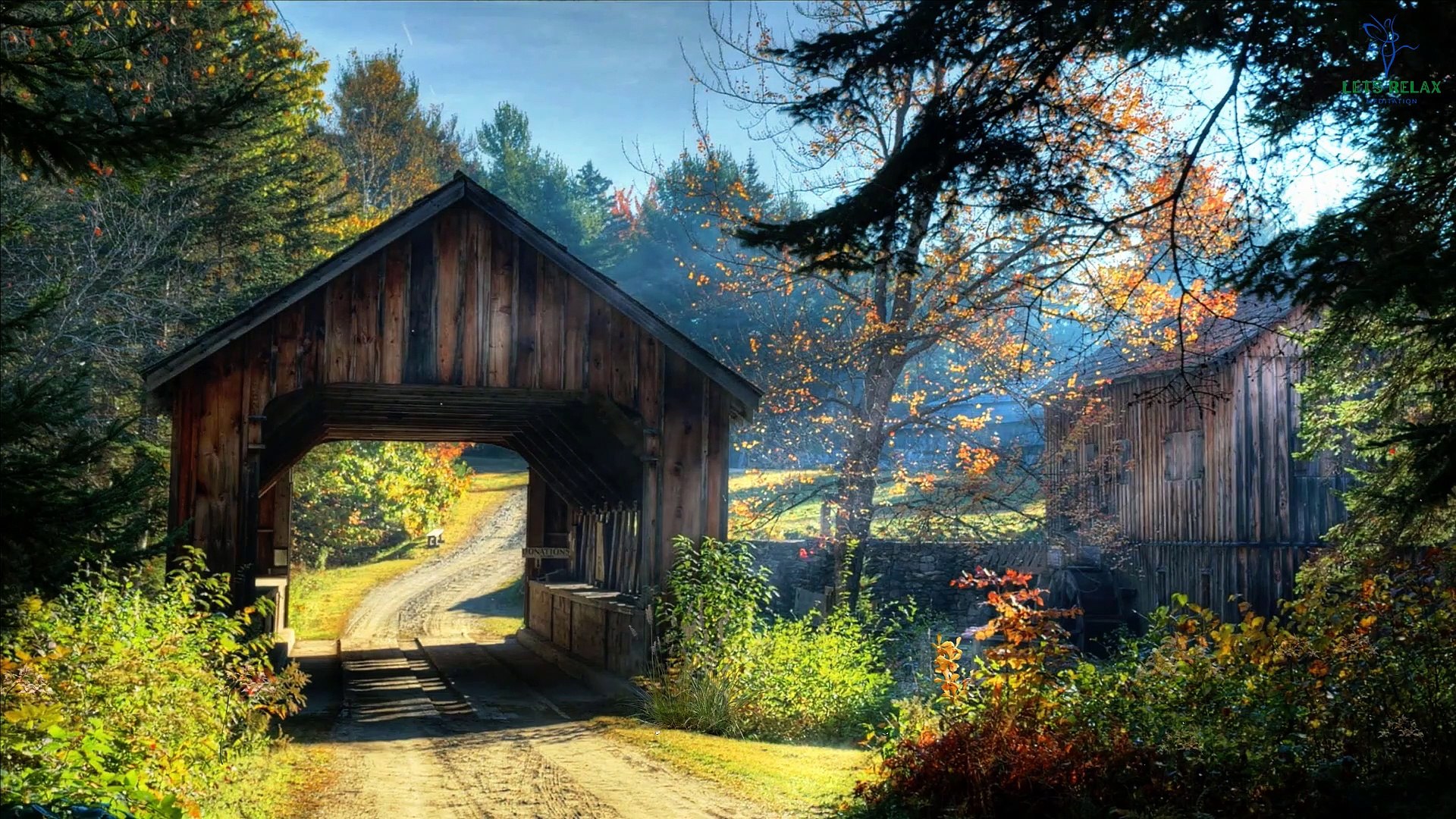 ⁣Peaceful Morning with Forest Birdsong - Relaxing Sounds of Birds Chirping - Morning in Calm Forest -