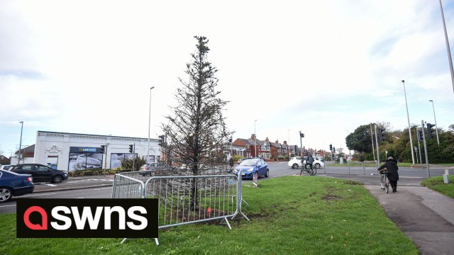 Residents have blasted council for putting lights on their Christmas tree – despite it looking “dead”