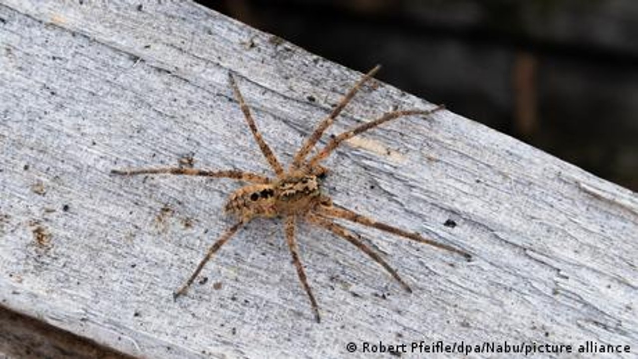 Können Spinnen schlafen?