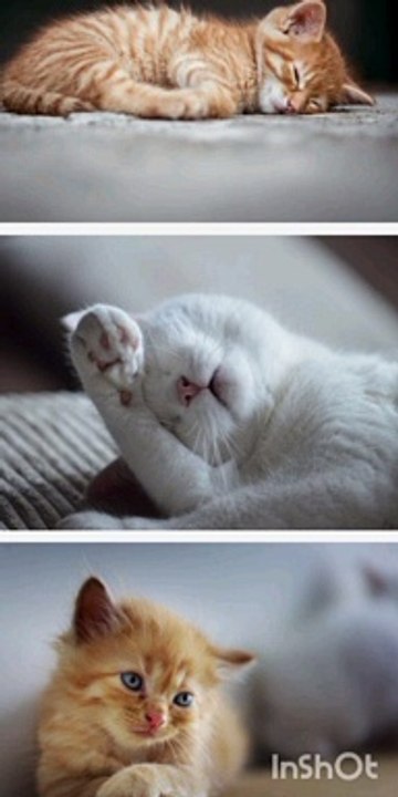 Cat style 1