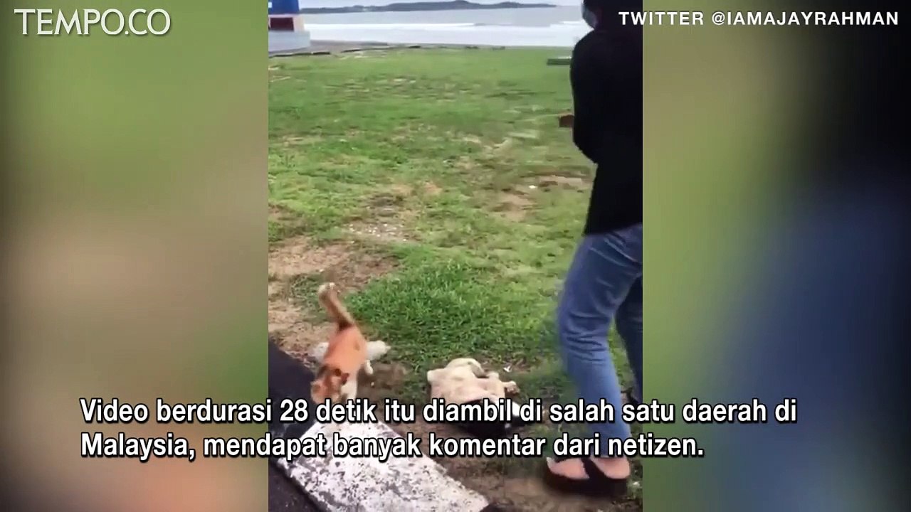 Video Viral Bikin Haru, Seekor Kucing Tertabrak, Kawan-kawan si Meong Berdatangan