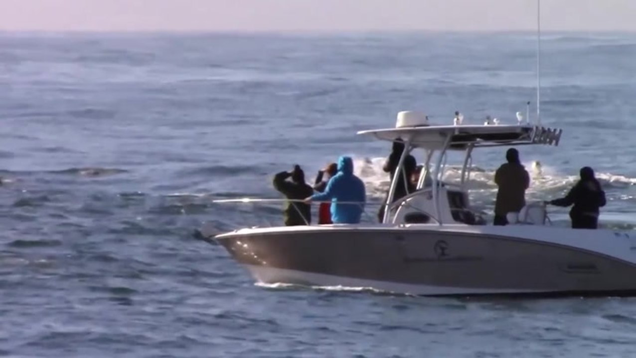 Pod of humpback whales surround and ‘greet’ small boat off California coast