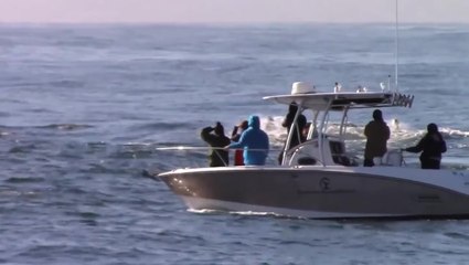 Pod of humpback whales surround and ‘greet’ small boat off California coast