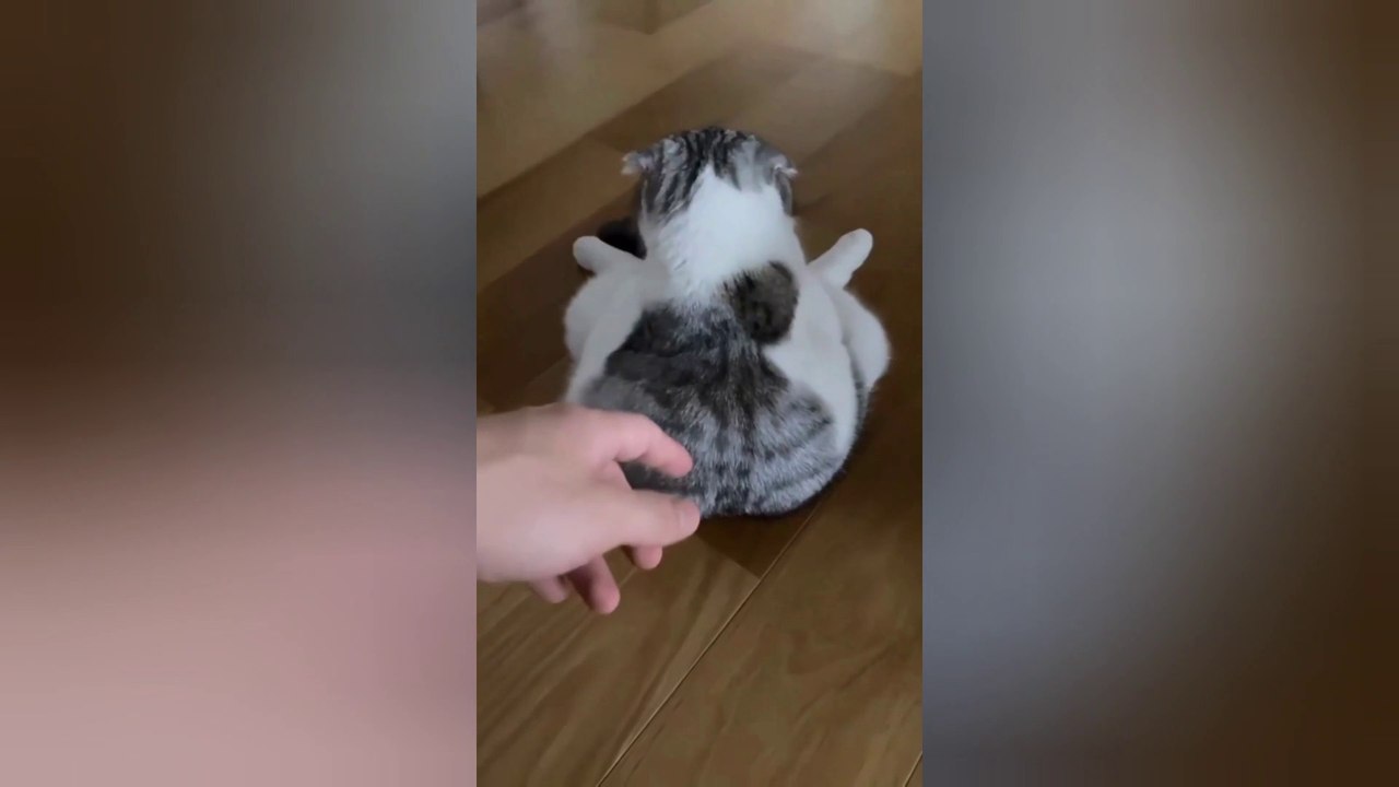 Best baby cats and dogs videos compilation #9 || #2022