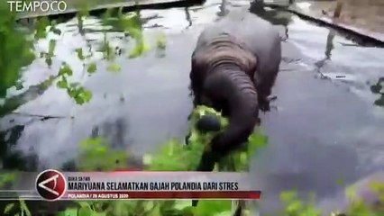 Minyak Mariyuana Bantu Gajah yang Mengalami Depresi