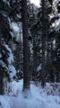 Pine Marten Hunting Douglas Squirrel Around Pine Tree