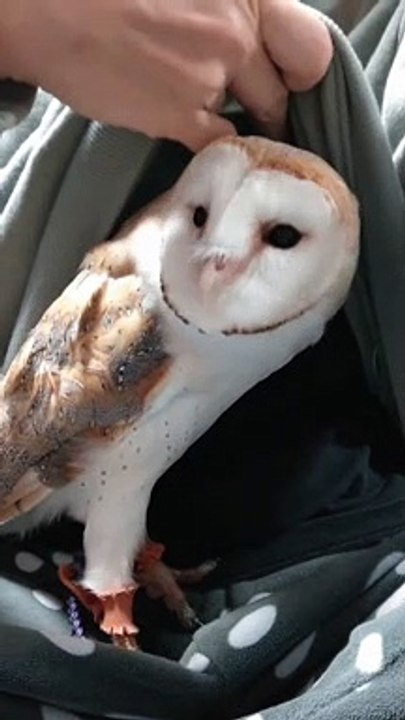 Adorable Owl Hides in Shirt