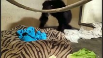 Mamma scimpanzé e il cucciolo si incontrano dopo il parto cesareo: l'emozione del primo abbraccio