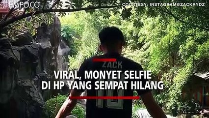 Viral, Monyet Mencuri Ponsel dan Belajar Ambil Foto Narsis, Ini Penampakannya