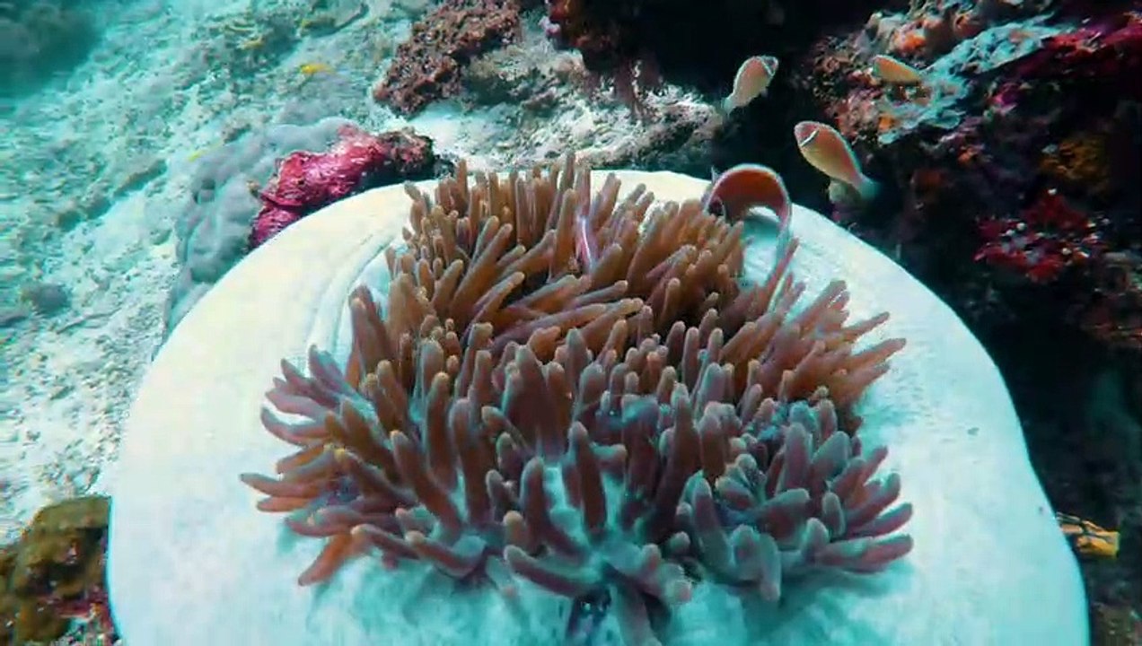 Paradise on Earth - Raja Ampat I Part I