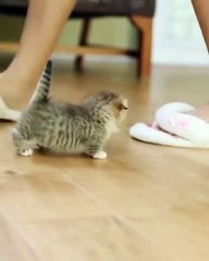 Kucing Kecil yang sangat Imut