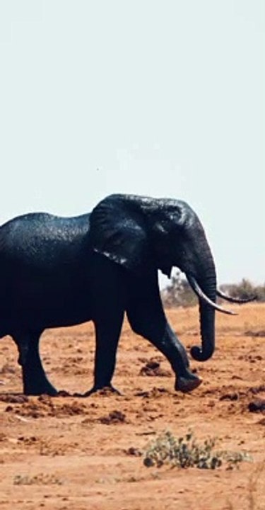 Black Elephant walking to the Playground.