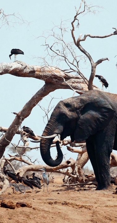 Once Upon a Time Chapramari Area Of North Bengal Was a Great Sighting Place For The Elephant Herd.