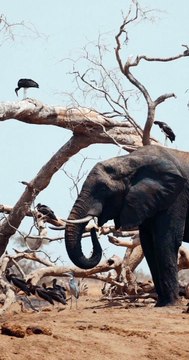 Once Upon a Time Chapramari Area Of North Bengal Was a Great Sighting Place For The Elephant Herd.
