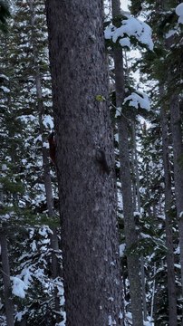 Pine Marten Hunting Douglas Squirrel Around Pine Tree