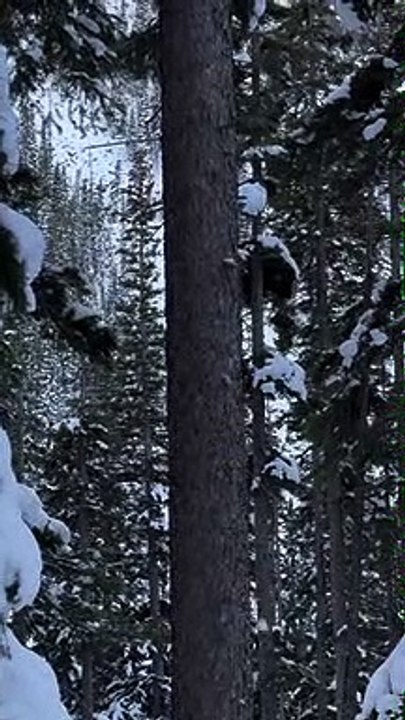Pine Marten Hunting Douglas Squirrel Around Pine Tree