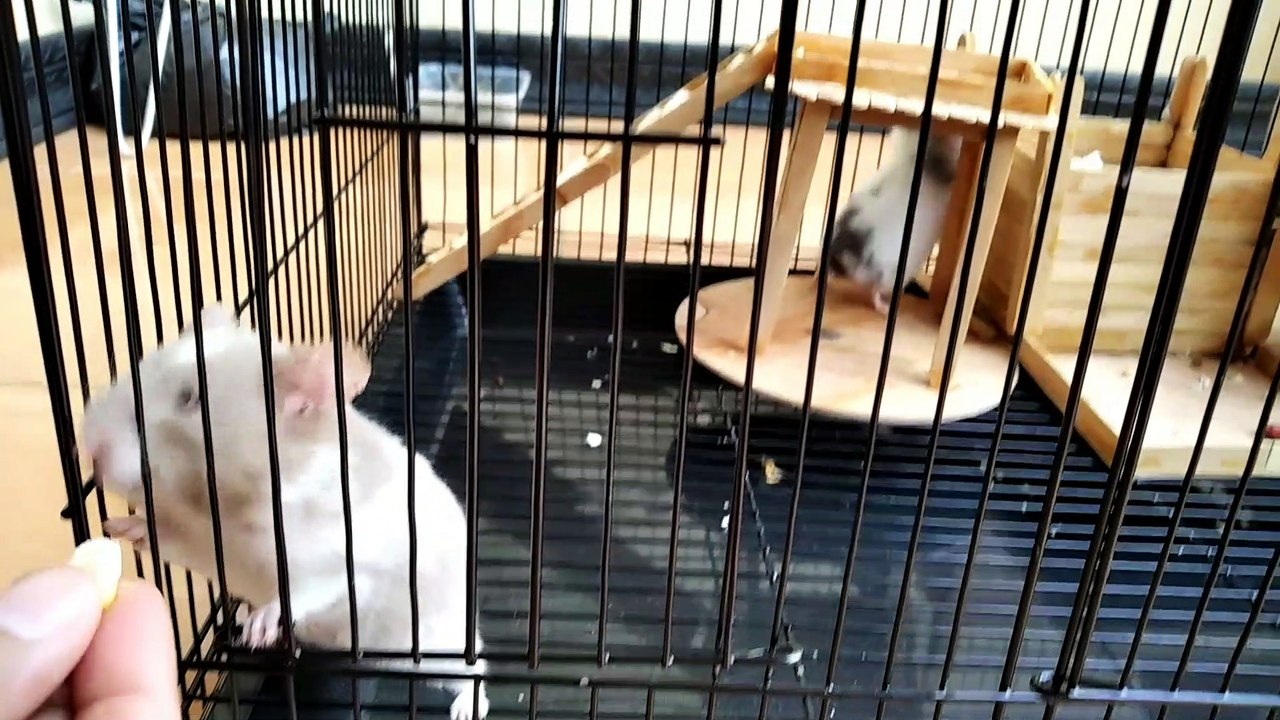Kelucuan Hamster saat Makan
