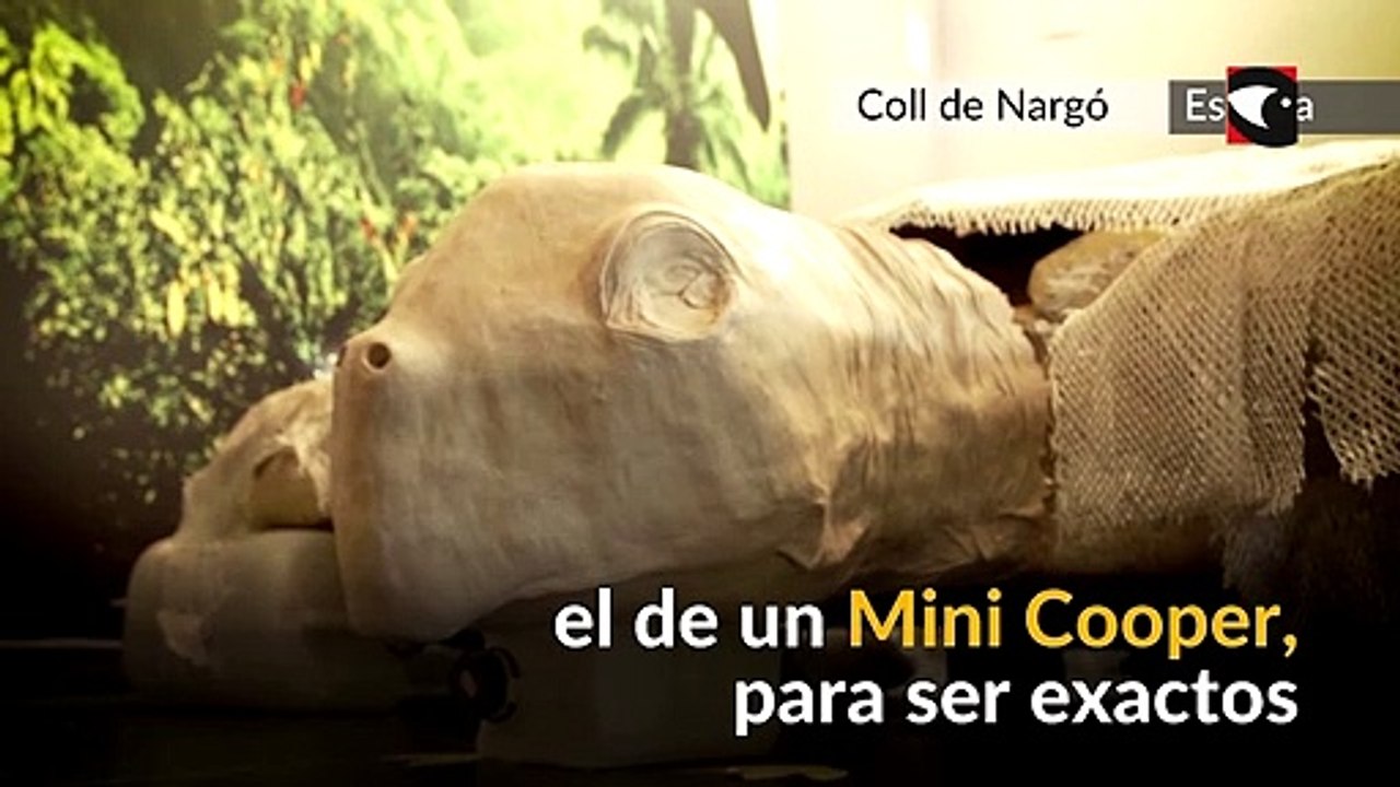 Encontraron enterrados fósiles de una tortuga marina gigante