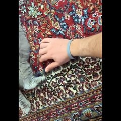 Funniest Animals  - Best Of The 2020 Funny Animal Videos  - Cutest Animals Ever