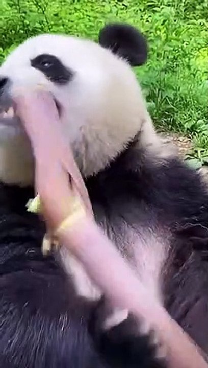 Panda makan