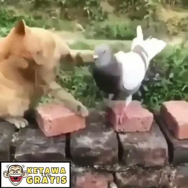 Kucing bermain dengan merpati